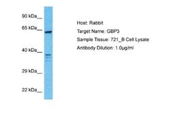 GBP3 Rabbit anti-Human, Polyclonal, Novus Biologicals 0.1 mL | Buy Online | Novus Biologicals | Fisher Scientific